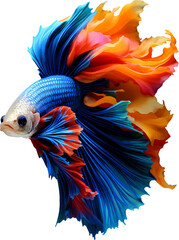 Obraz premium Colorful bushy tailed betta fish on transparent background
