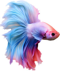 Colorful bushy tailed betta fish on transparent background