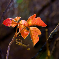 A backlit poison ivy plant with berries, showing off its autumnal beauty while setting a trap for an unsuspecting person to touch it, likely causing an allergic burning, itching rash.