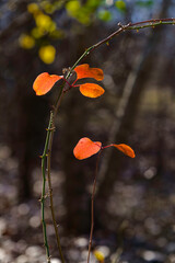 A small Bradford pear tree in a woodland showing off its autumnal beauty while a briar vine uses its tendrils to suppport itself on the small tree.