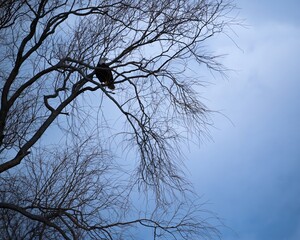 eagle on a tree