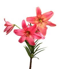 Fototapeta na wymiar Beautiful pink lily flower isolated on white background