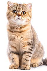 Scottish Fold cat isolated on white background