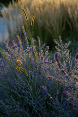 lavender in the field