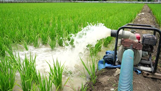 Irrigation of rice fields using pump wells with the technique of pumping water from the ground to flow into the rice fields. The pumping station where water is pumped from a irrigation canal.
