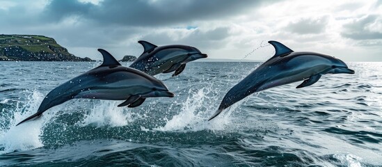 Dolphins jumping near Isles of Scilly, UK.