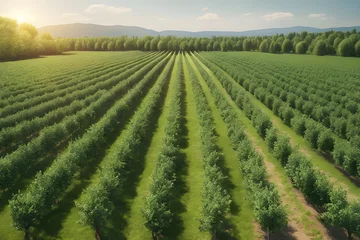 Foto auf Glas Green apple orchard landscape with rows of trees © islahul