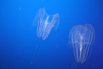 jellyfish in aquarium