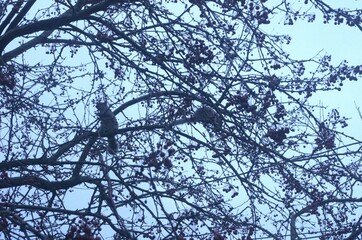 Two squirrels perched on tree branches, on an overcast day. 