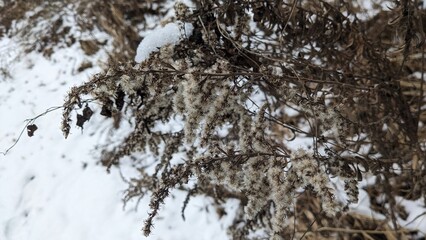 Obraz premium Top down view of dried goldenrod (Genus Solidago) stems and seeds in a snowy field. 
