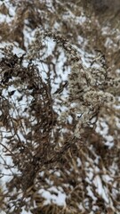 Close up of dried goldenrod (Genus Solidago) stems and seeds covered in snow.