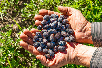 Handful of fresh harvested black olives. Local brand name olives are used to produce Cretan extra...