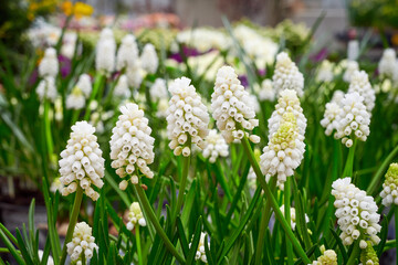 Muscari aucheri White magic ( Grape Hyacinth ). Spring flowers