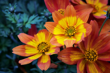 Bidens ferulifolia plant with beautiful flowers (Goldmarie). Daisy family