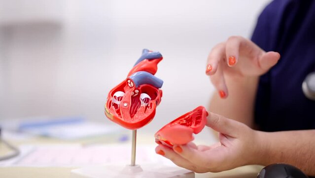 Close-up video of a female cardiologist using a model to explain procedure to a patient
