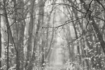 Misty path, serene atmosphere, monochrome tones, winter scene, tranquility, solitude, nature beauty, bare trees, fallen leaves, foreground focus