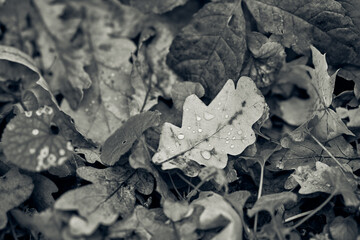 Monochrome close-up captures autumn leaves scattered densely on ground. Visible droplets adorn wet surfaces, highlighting intricate textures. Scene evokes serene mood typical of fall season