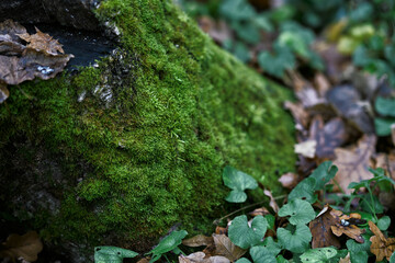 green moss covers rock in a serene woodland setting. Decayed leaves scatter around, adding an earthy feel. Ivy and other small plants surround the area, reflecting an undisturbed natural environment