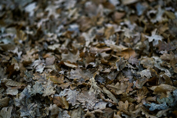 Autumn scene captures close-up view of dried, decayed leaves scattered on forest ground, creating rich, detailed texture. Dominant shades of brown and grey indicate seasonal change