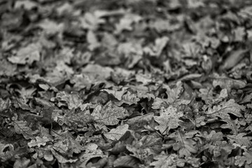 Monochrome capture reveals intricate textures of dry leaves carpeting forest ground, symbolizing autumn’s tranquility. Overlapping foliage forms natural patterns, showcasing environment’s beauty