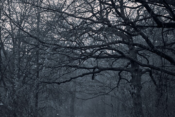 Dark, eerie forest shrouded in mist evokes feelings of mystery. Twisted, gnarled branches of...