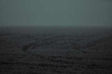 Dark gloomy field shrouded in mist creates eerie mysterious atmosphere. Short grass covers...
