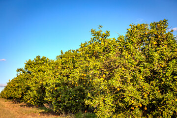 Fototapeta premium Orange tree plantation in a sunny day, Brazil's countrysie