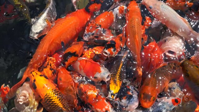 Goldfish and koi in a pond with green water. Koi nishikigoi are colored varieties of the Amur carp (Cyprinus rubrofuscus) that are kept for decorative purposes in outdoor koi ponds or water gardens.