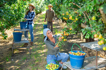 Girl, man and woman harvesting pears in big garden - obrazy, fototapety, plakaty
