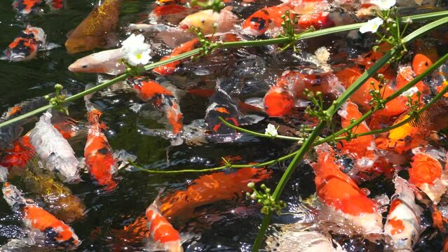 Goldfish and koi in a pond with green water. Koi nishikigoi are colored varieties of the Amur carp (Cyprinus rubrofuscus) that are kept for decorative purposes in outdoor koi ponds or water gardens.