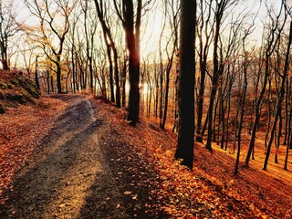Ein bunter Wald im späten Herbst mit goldbraunen Bäumen und tief stehender Sonne am Nachmittag 
