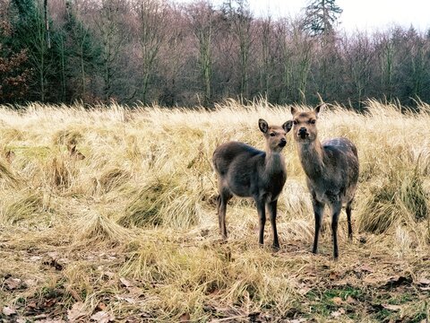 Zwei Kleine, s&uuml;&szlig;e Rehe auf einer Wiese vor einem Wald