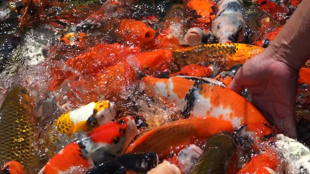 Goldfish and koi in a pond with green water. Koi nishikigoi are colored varieties of the Amur carp (Cyprinus rubrofuscus) that are kept for decorative purposes in outdoor koi ponds or water gardens.