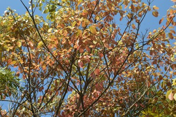 autumn leaves texture background
