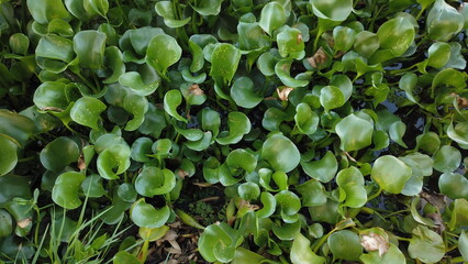 Fototapeta na wymiar texture of small green plants scattered across the floor