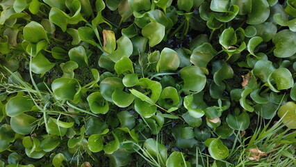 little green plants distributed naturally across the ground