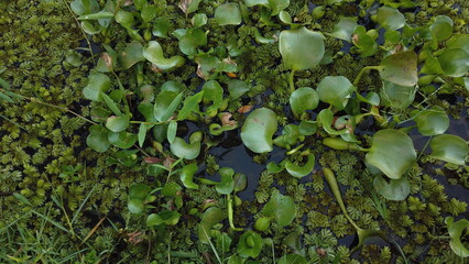 Green plants seen from above