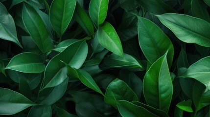 Wallpaper background of lush green leaves in a tropical rainforest, dark green lush foliage.