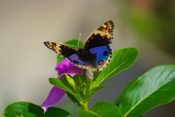a beautiful butterfly alights on a flower