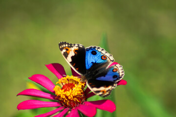 a beautiful butterfly alights on a flower