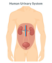 Urinary system anatomy urine. Human kidney body infographic. Medical internal urinary system vector banner.