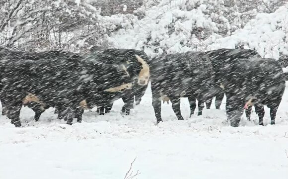 Cows in snow