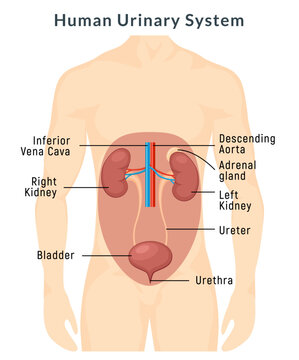 Urinary system anatomy urine. Human kidney body infographic. Medical internal urinary system vector banner.