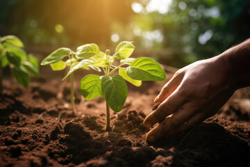 Hand nurturing young plant in soil with sunlight, concept of growth, eco-friendly, and gardening.