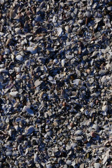 砂浜に散らばったたくさんの貝殻