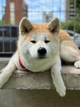 dog