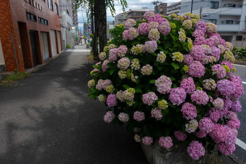 街角に咲く紫陽花20230611-1