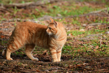 振り返る野良猫