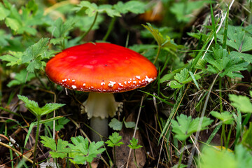 Red fly agaric mushroom against the autumn background in the forest