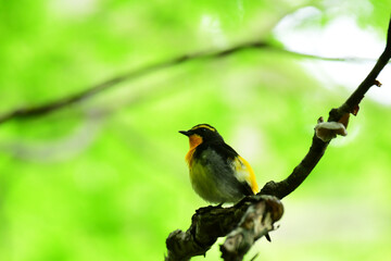 初夏の緑の森のキビタキ